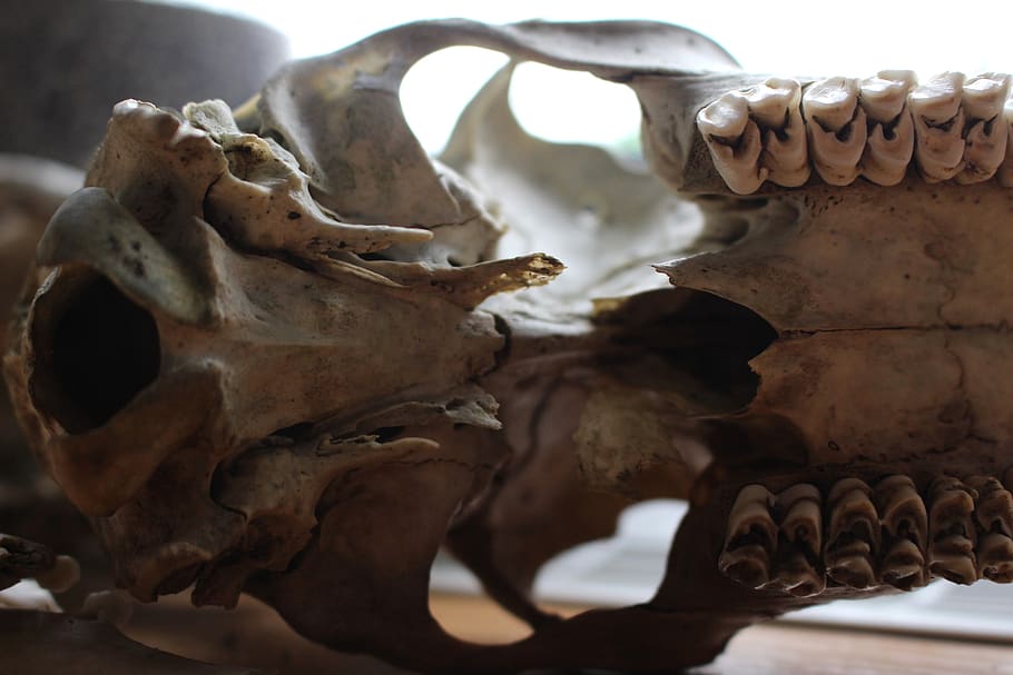 close up, bone, skeleton, animal skull, close-up, no people HD wallpaper