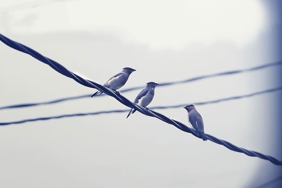 Birds, Wire, Row, Flock, Nature, perched, animal, feather, outdoors HD wallpaper