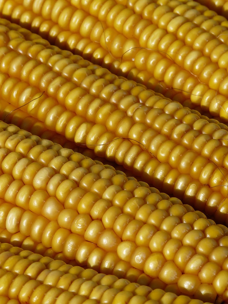 sweet corns in close up, corn on the cob, corn kernels, plant HD wallpaper