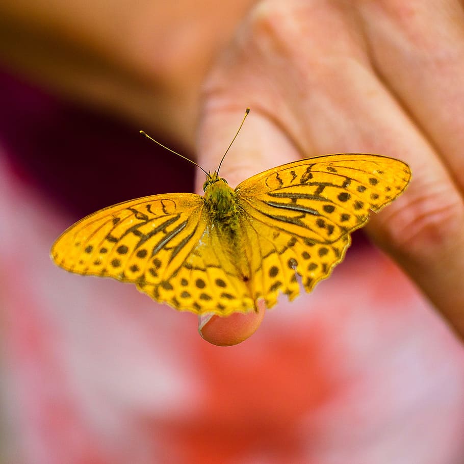 butterfly, insect, wing, nature, wildlife, texture, summer HD wallpaper