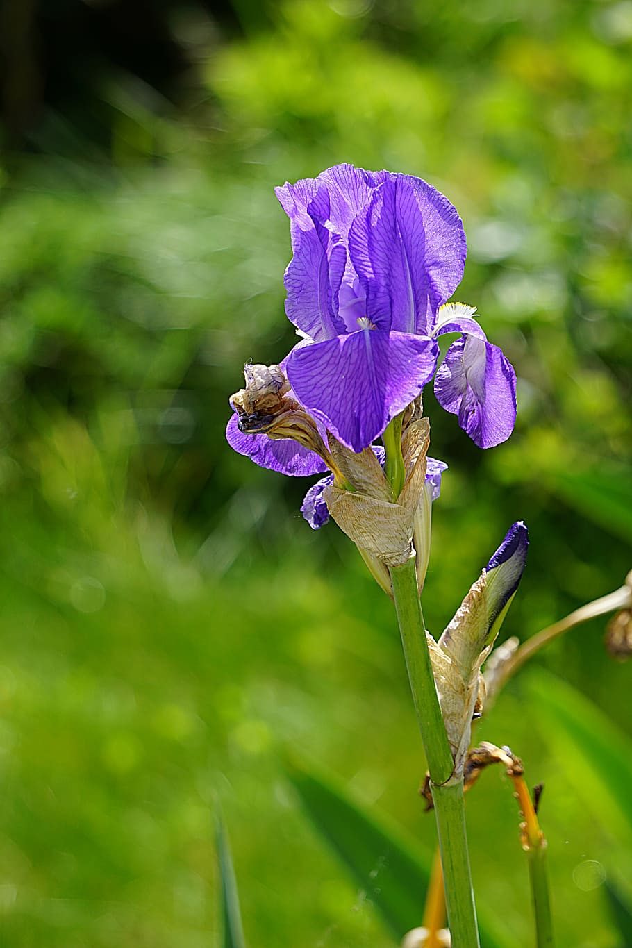 iris, flower, flora, flowering, blue, purple, garden, petals HD wallpaper