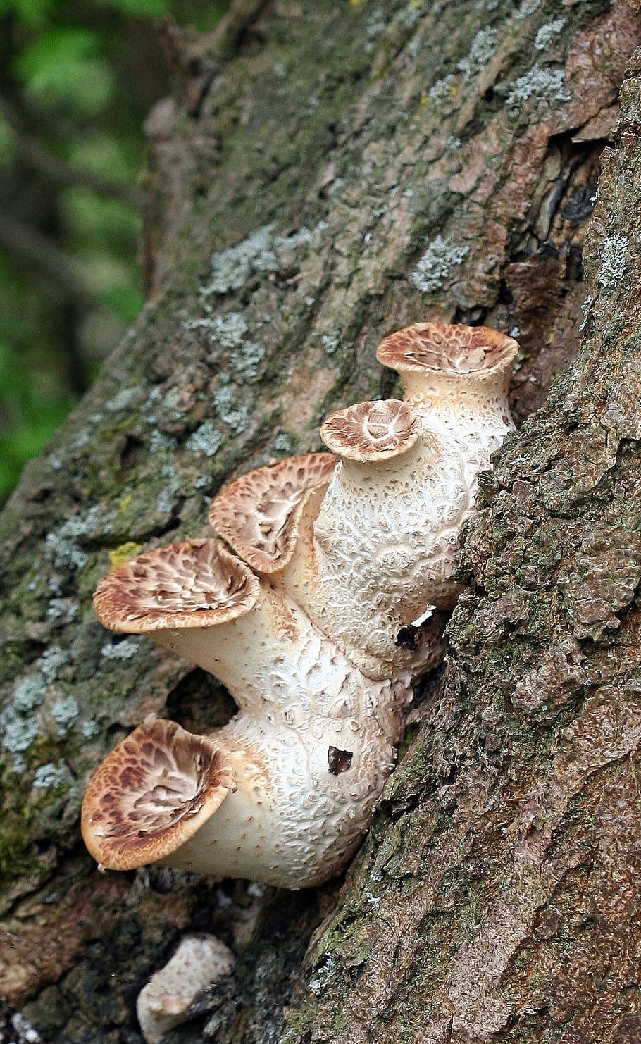 Mushroom, Toadstool, Poisonous, Nature, autumn, fungus, color HD wallpaper