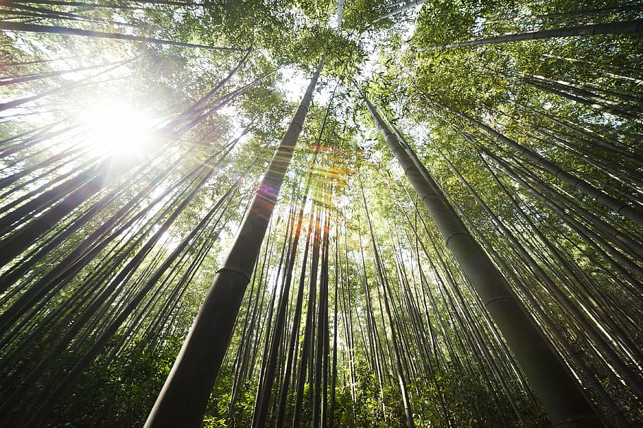 worms eye photography of bamboo trees, damyang, sunshine, forest HD wallpaper