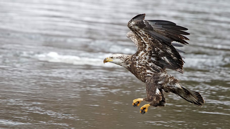bald eagle about to land, eagle flying over body of water, nature HD wallpaper