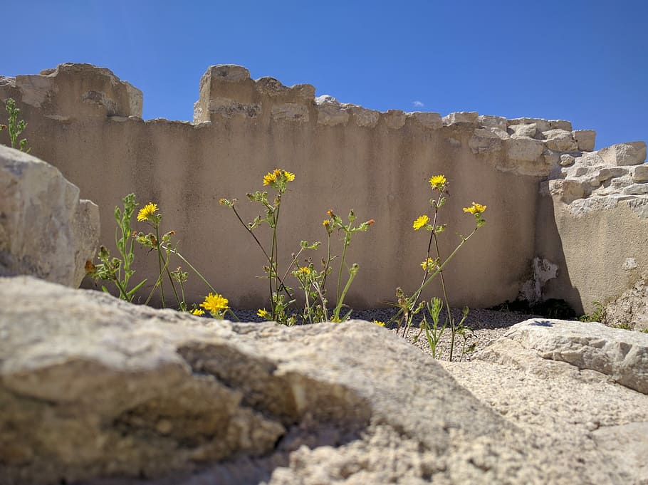 Flower, Nature, Wall, Stones, flowers, sky, blue, old, ancient