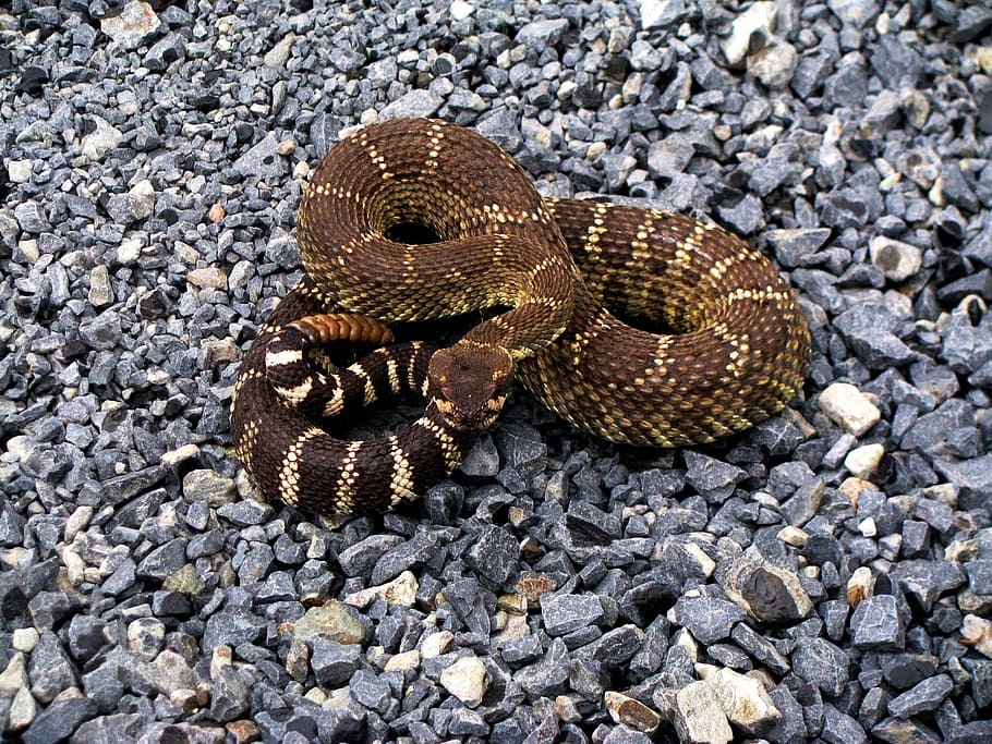 brown snake, Rattle Snake, Rattlesnake, diamond back, poisonous, HD wallpaper