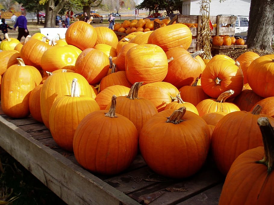 pumpkins, fall, garden, harvest, jack-o-lantern, autumn, orange HD wallpaper