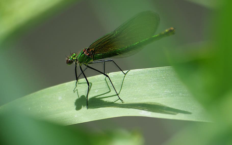 Insects, Dragonfly, Macro, Nature, animal, close-up, damselfly HD wallpaper
