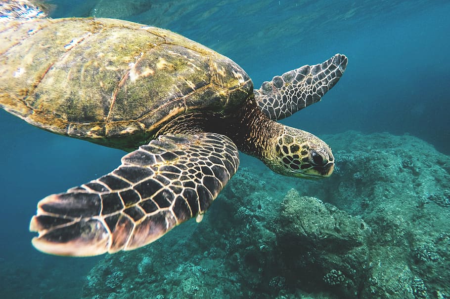 Sea Turtle captured off the coast of Hawaii, nature, animal, animals, HD wallpaper