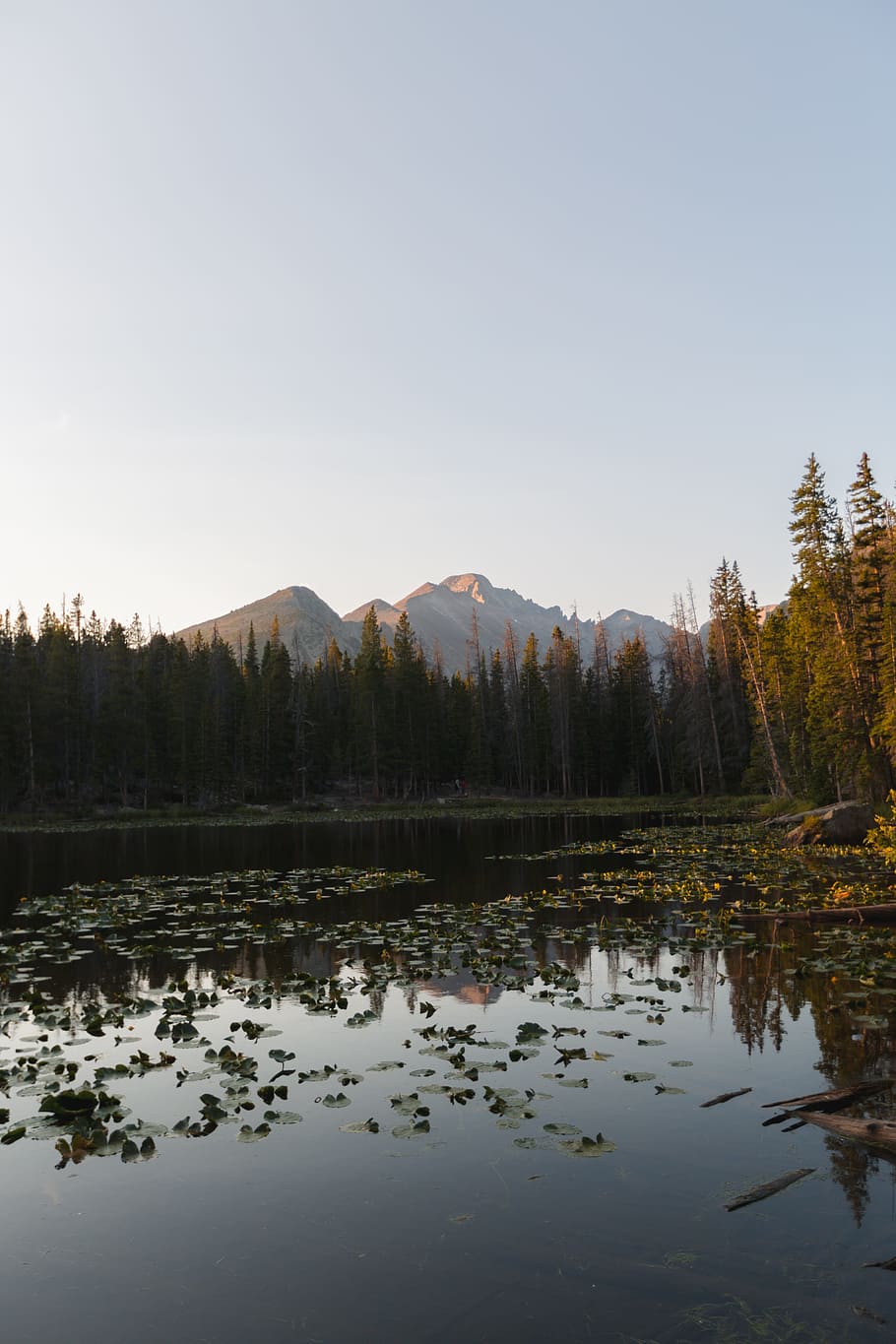 mountain, sky, sunlight, sunrise, sunset, trees, plant, forest HD wallpaper