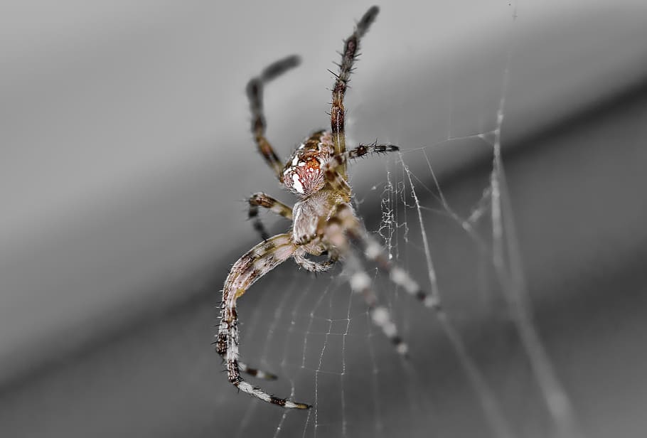 spider, macro, web, spider Web, arachnid, insect, nature, animal HD wallpaper