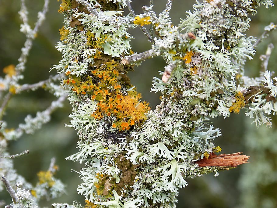 branch, moss, lichen, moisture, orange, yellow, macro, plant HD wallpaper