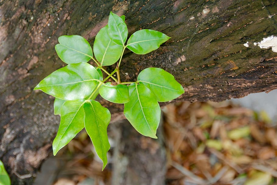 leaves, young, tree, bush, nature, young leaves, boy shoots HD wallpaper