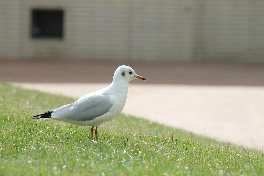 seagull, bird, meadow, rush, animal themes, vertebrate, animals in the wild HD wallpaper