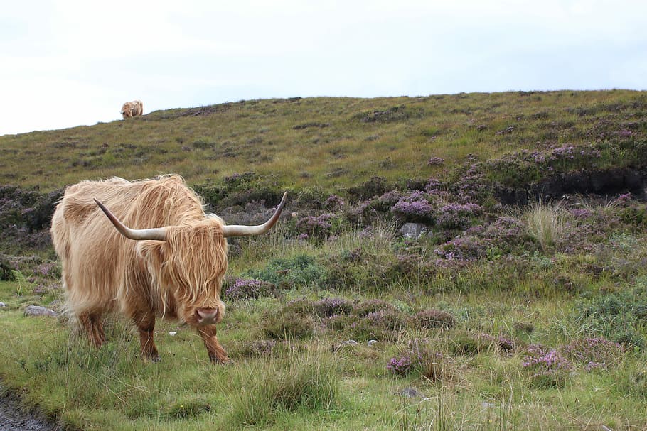 brown yak on green grass, highland cow, pasture, highland cattle