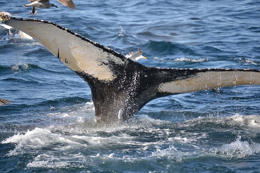 humpback whale, cape cod, massachusetts, animal themes, animals in the wild HD wallpaper