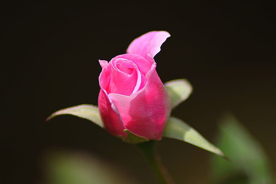 bud, floral, flower, leaf, natural, petals, pink, plant, rose HD wallpaper