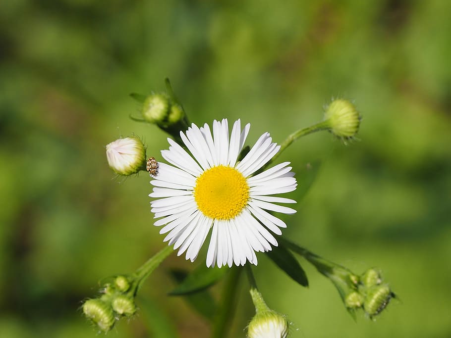 flowers, garden, flowering plant, fragility, vulnerability HD wallpaper