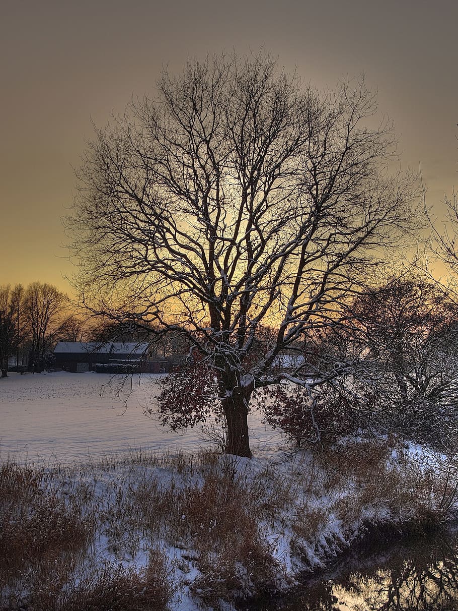 Tree, Snow, Nature, Hdr, Winter, Cold, bare tree, cold temperature HD wallpaper