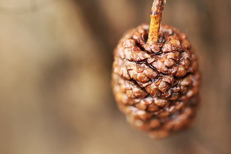 Pinecone, Nature, Forest, Spring, Macro, no people, food, close-up HD wallpaper