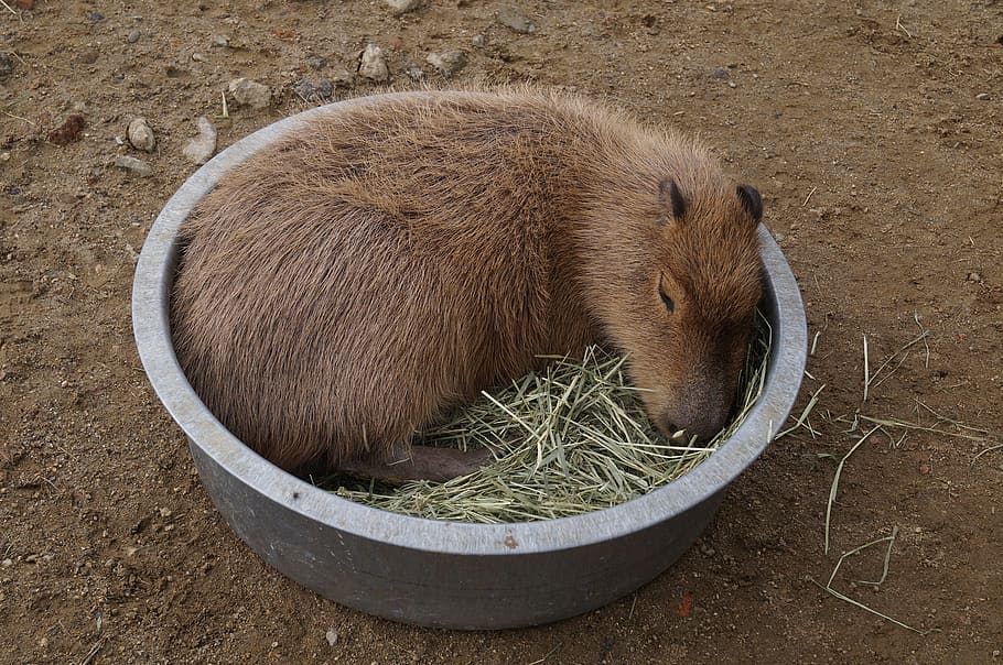capybara, harvest hills, my, animal, mammal, animal themes
