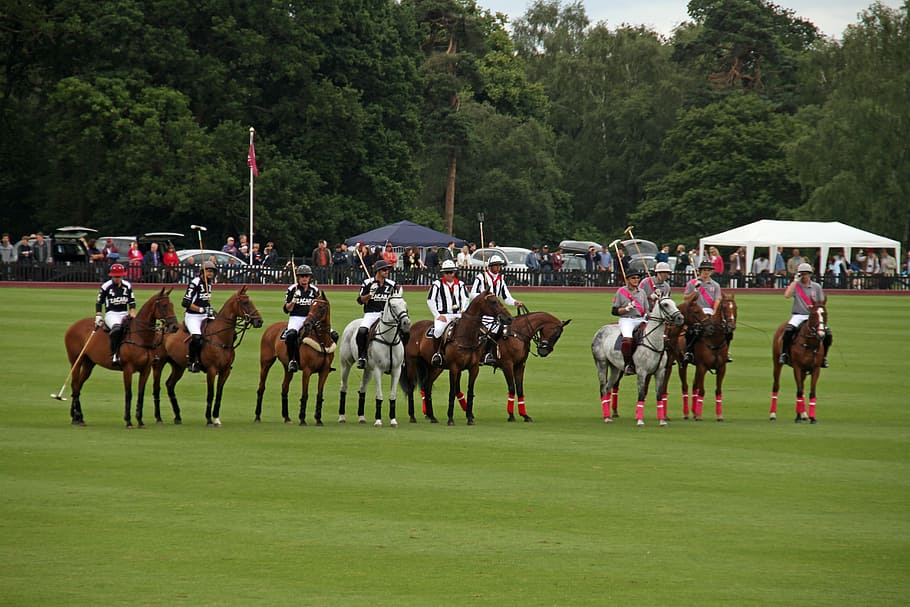 polo, team, competition, horses, players, plant, group of people, HD wallpaper
