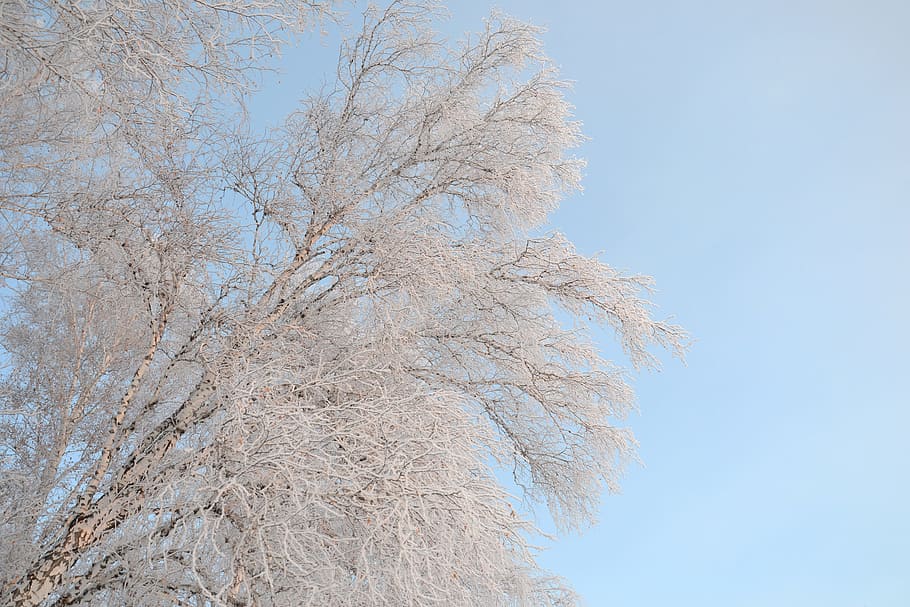 Birch, Winter, Leann, Tree, Cold, White, trunk, frost, ice HD wallpaper