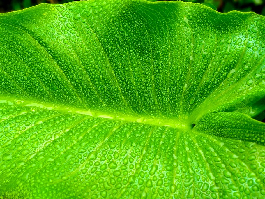 green taro leaves with dew, leaf, plant, bright leaf, wet, water HD wallpaper