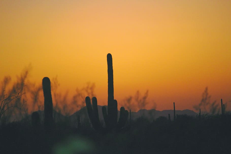 silhouette cactus, silhouette of cactus during sunset, desert HD wallpaper