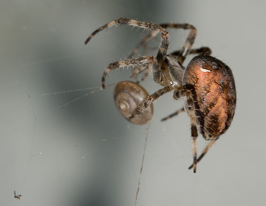 spider, macro, nature, insect, invertebrate, animal themes HD wallpaper