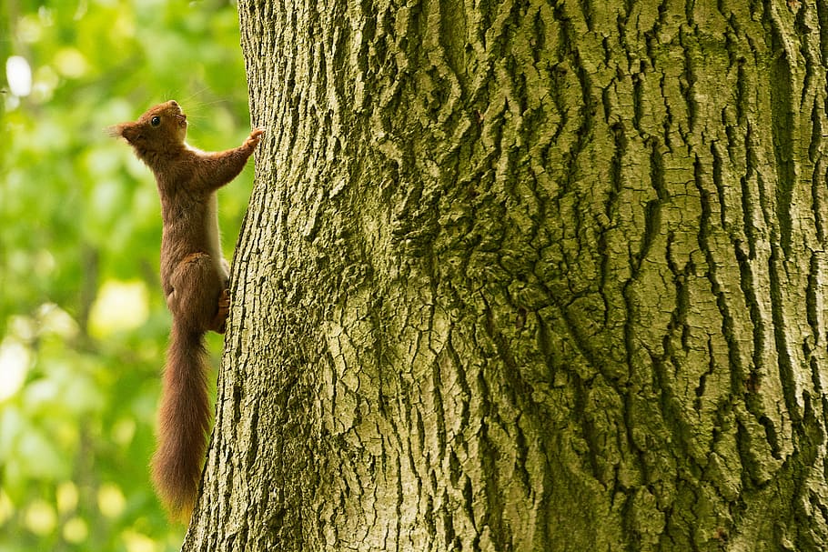 brown squirrel climbing on bark of tree, brown squirrel climbing on tree HD wallpaper