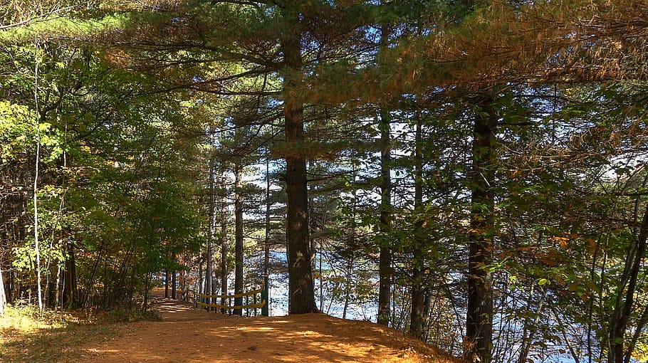forest, trees, fall, landscape, plant, growth, beauty in nature HD wallpaper
