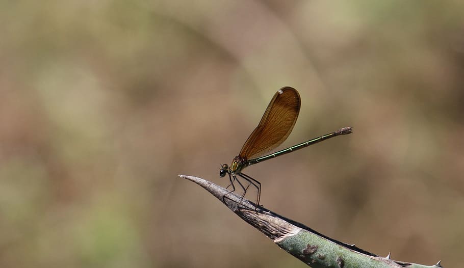 dragonfly, bug, wings, summer, nature, invertebrate, animal themes HD wallpaper