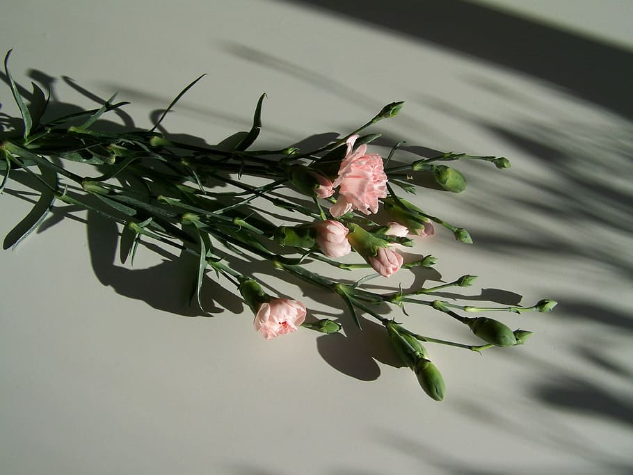 Carnation, Pink, Light, Shadow, light shadow, flower, leaf HD wallpaper