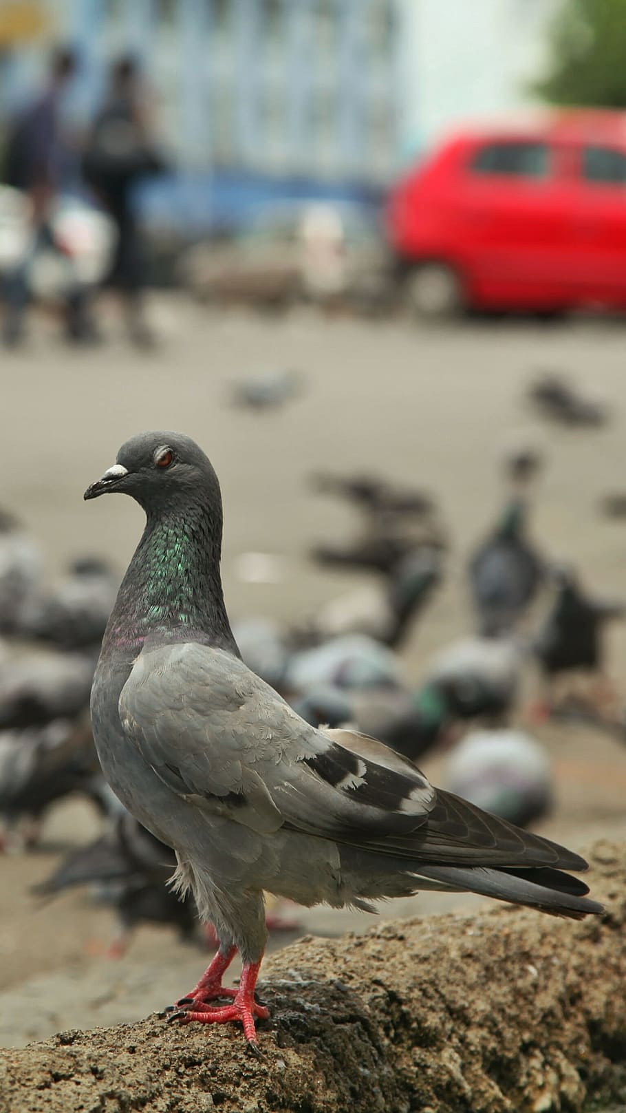bird, india, tamil, animal themes, vertebrate, animal wildlife HD wallpaper