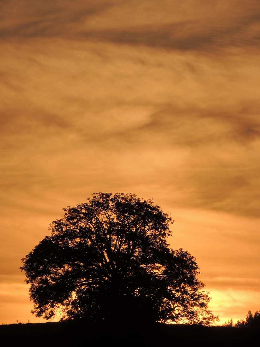 sunset, mardore, tree, sky, plant, cloud - sky, beauty in nature HD wallpaper