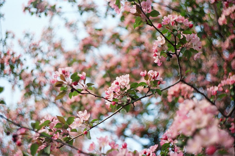 pink petaled flowers, selective focus photography of pink Cherry Blossom flower
