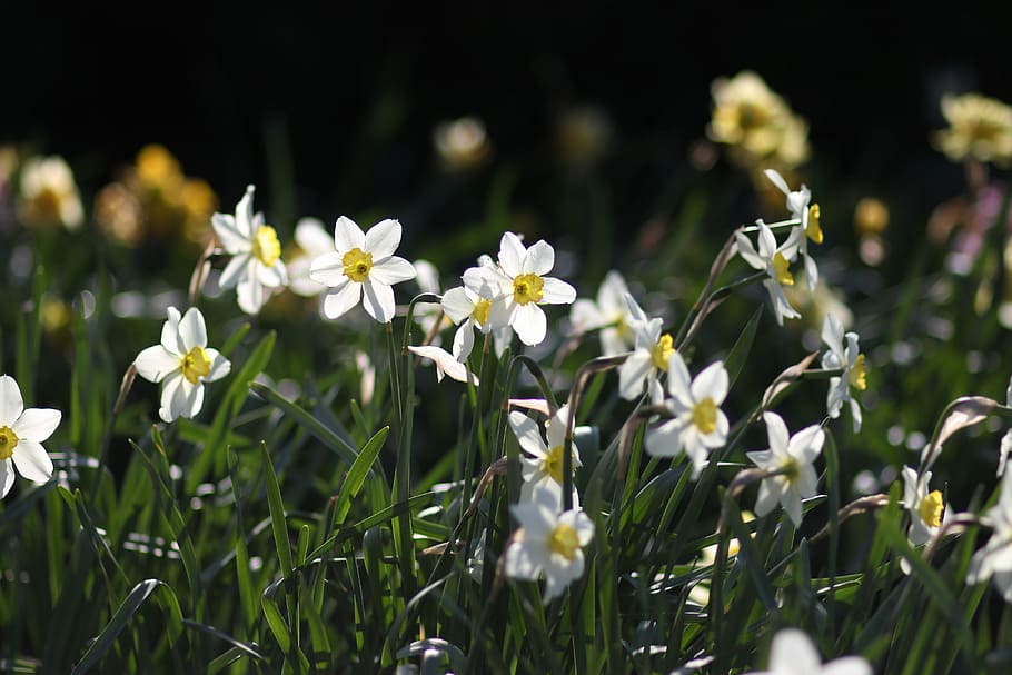 daffodils, flowers, supplies, spring, nature, plant, beauty HD wallpaper