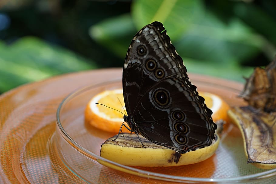 butterfly, nature, insect, wing, animal wildlife, animals in the wild HD wallpaper