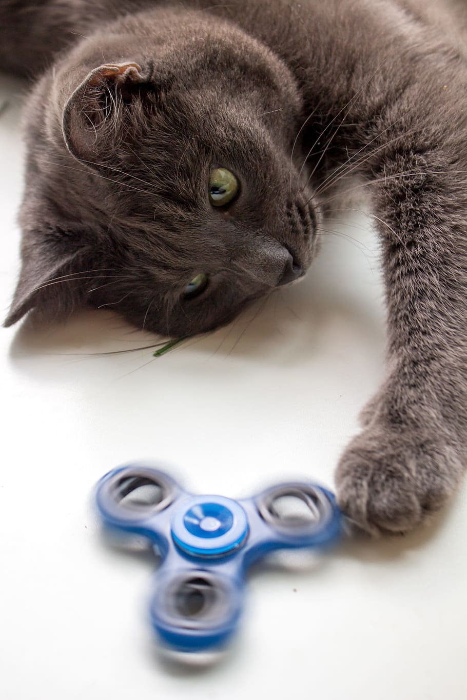 spinner, cat, toy, the top, grey, home, domestic cat, animal themes, HD wallpaper