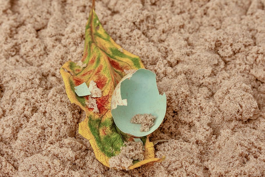 egg, nature, eggshell, foliage leaf, broken, spotted, sprinkle HD wallpaper