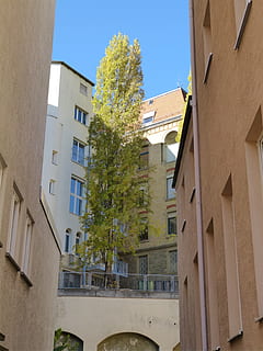 Tree, Hof, Courtyard, Home, Garden, stuttgart, green, leaves HD wallpaper