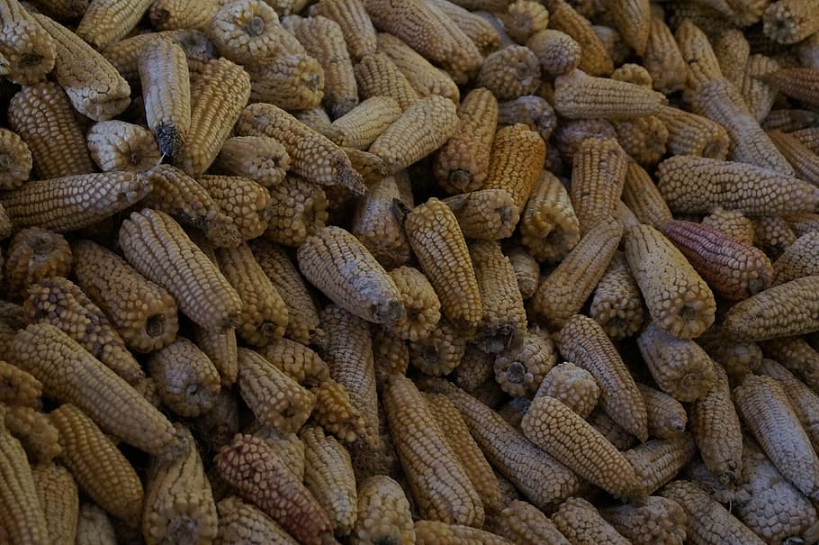 cob, corn, food, food and drink, abundance, large group of objects HD wallpaper