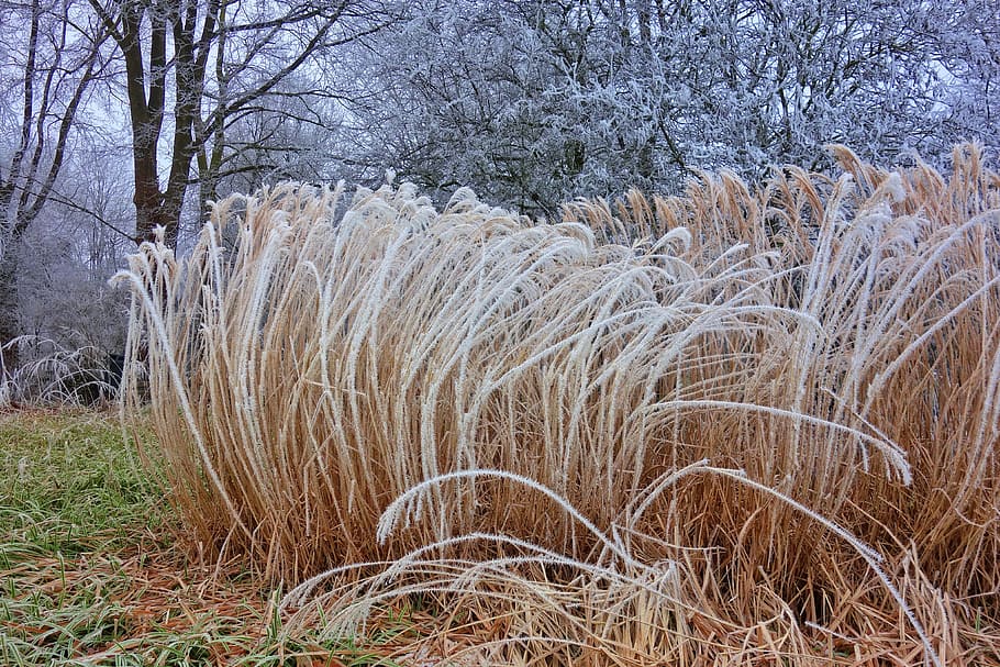 plume, hoarfrost, crystals, park, winter scene, wintry, amstelpark HD wallpaper