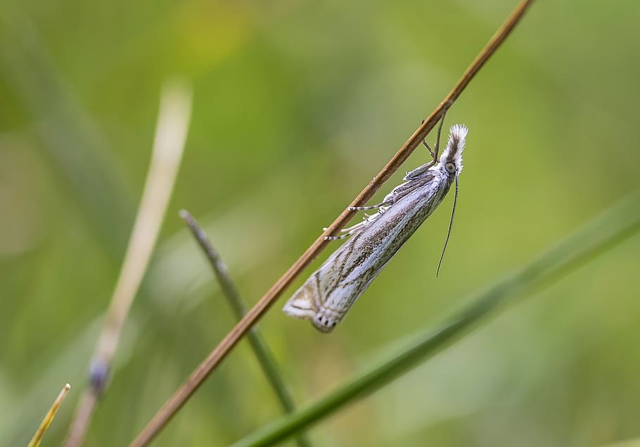 spotted moth, ypsolopha, plutella, butterfly, insect, flying insects HD wallpaper