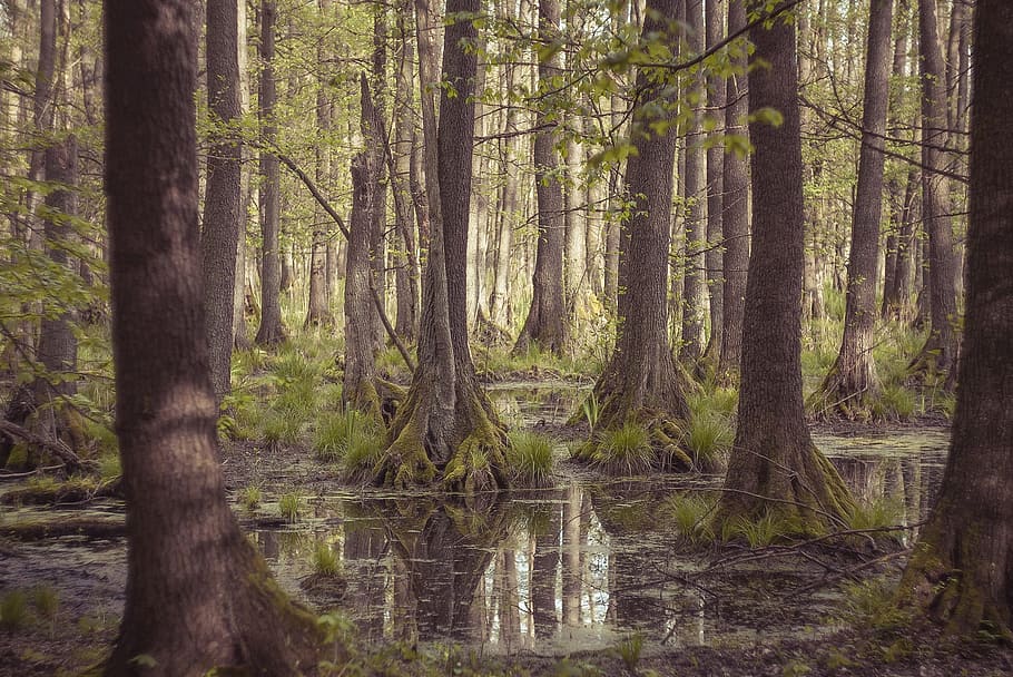 body of water under green leafed trees during daytime, nature HD wallpaper