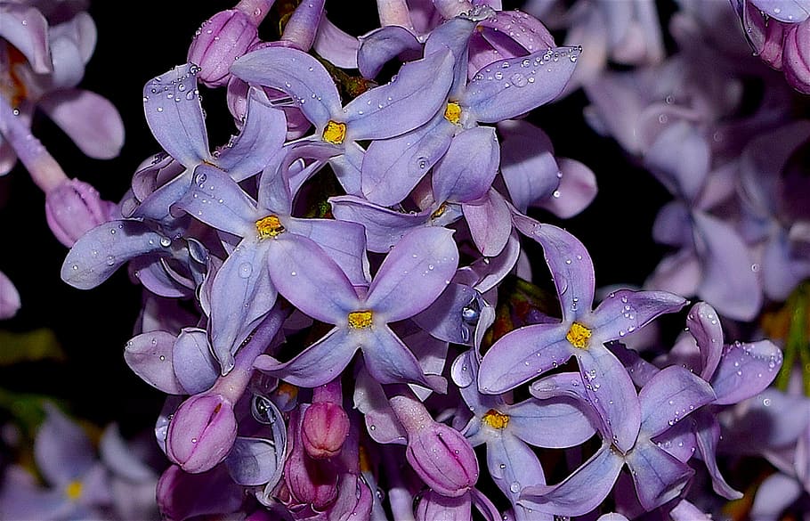 lilac, dew, flower, bloom, flora, purple, plant, water, spring HD wallpaper