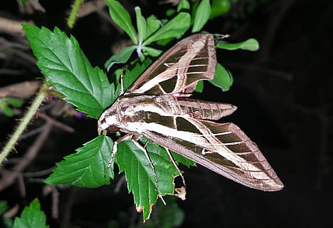 moth, sphinx moth, banded sphinx moth, insect, wings, markings HD wallpaper