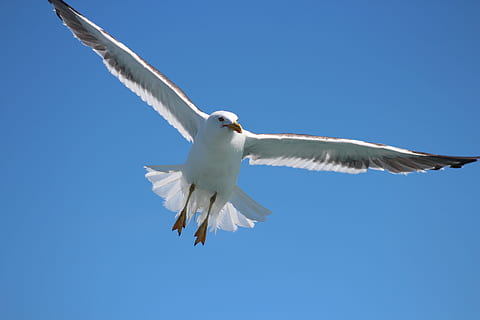 seagull, flying, flight, sky, bird, nature, blue, wing, wildlife HD wallpaper