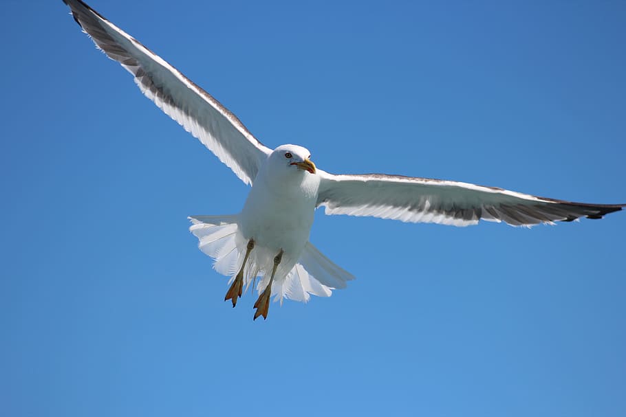 seagull, flying, flight, sky, bird, nature, blue, wing, wildlife HD wallpaper